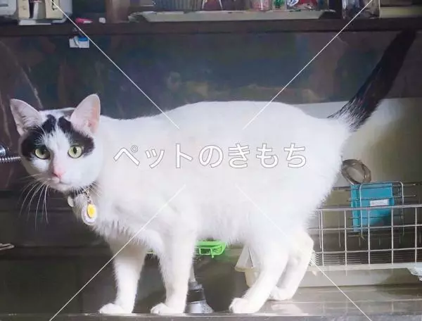 迷子猫の画像