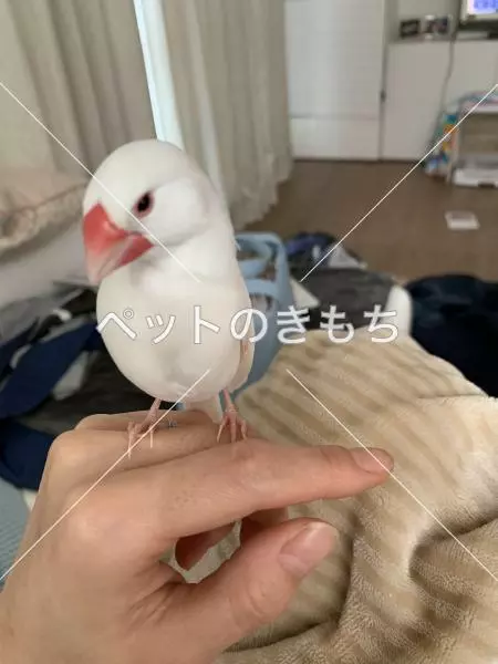 迷子鳥の画像