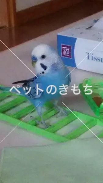 迷子鳥の画像