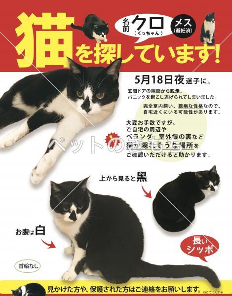 迷子猫の画像