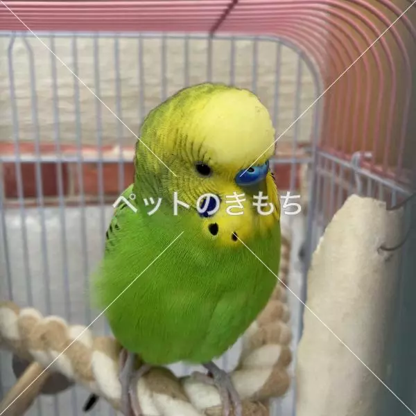迷子鳥の画像