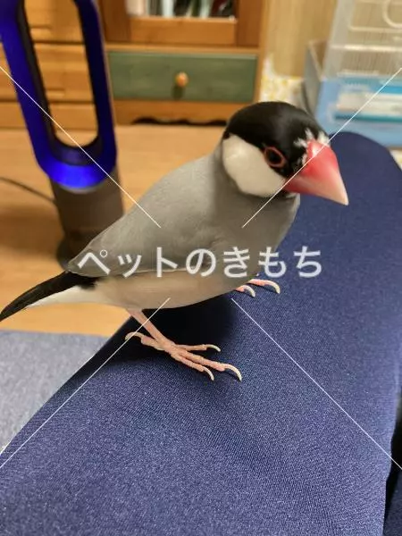 迷子鳥の画像