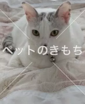 迷子猫の画像