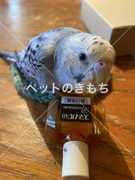 迷子鳥の画像