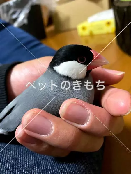 迷子鳥の画像