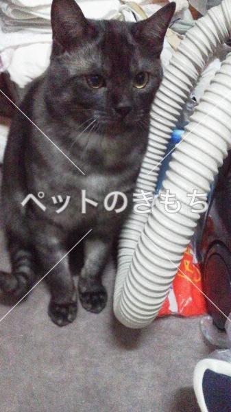 迷子猫の画像