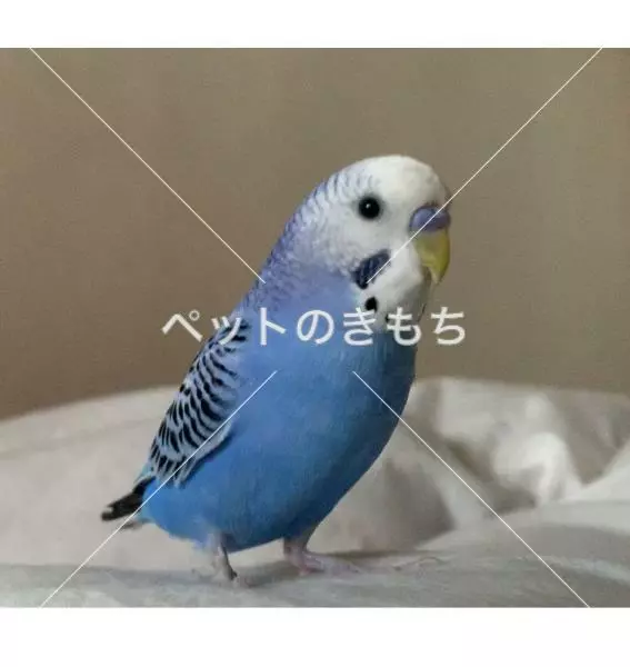 迷子鳥の画像