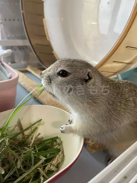 迷子ペットの画像