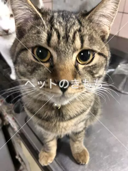 迷子猫の画像