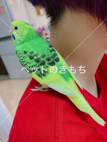 迷子鳥の画像