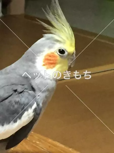 迷子鳥の画像