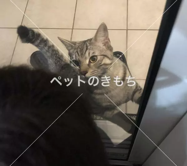 保護猫の画像