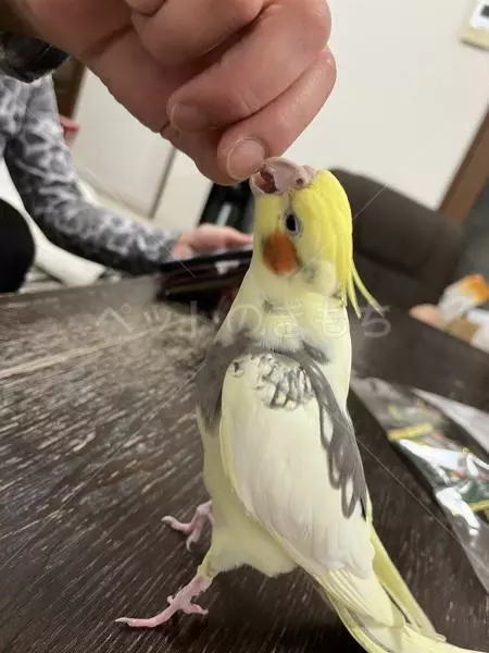 コメントの画像