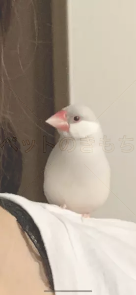 迷子鳥の画像