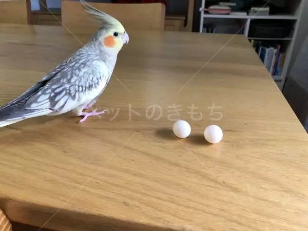 迷子鳥の画像