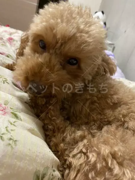 迷子犬の画像