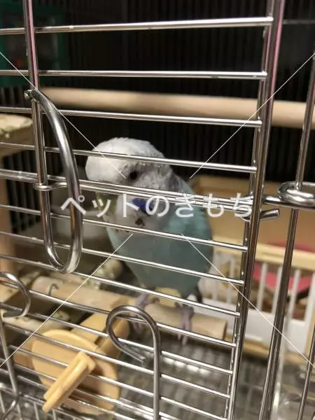 迷子鳥の画像