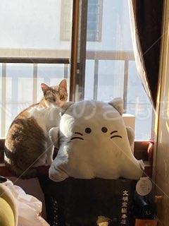 迷子猫の画像