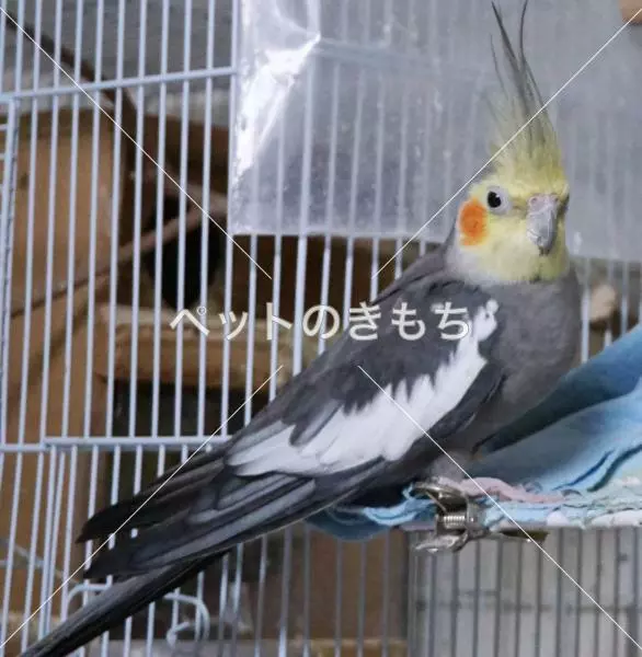 迷子鳥の画像