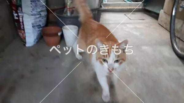保護猫の画像