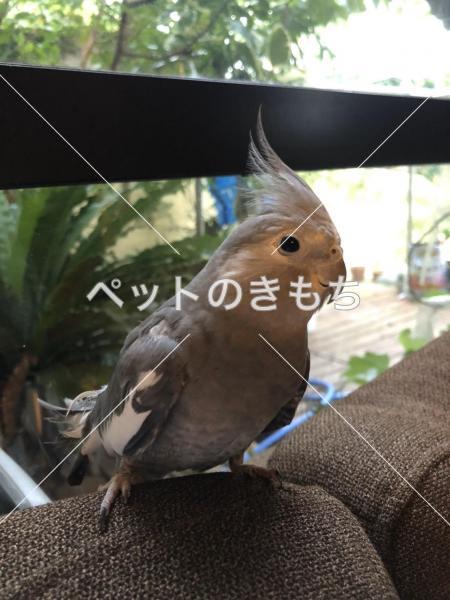 迷子鳥の画像