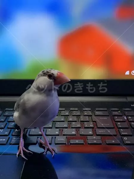 迷子鳥の画像