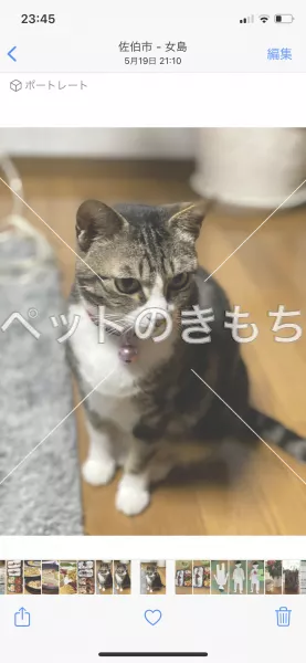 迷子猫の画像
