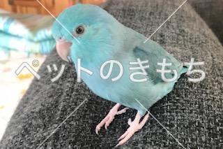 迷子鳥の画像