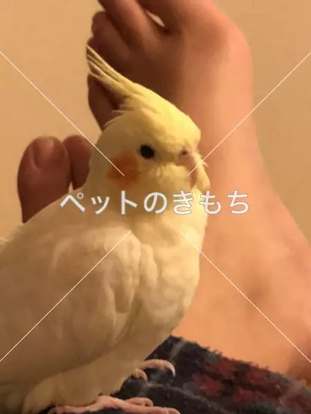 迷子鳥の画像