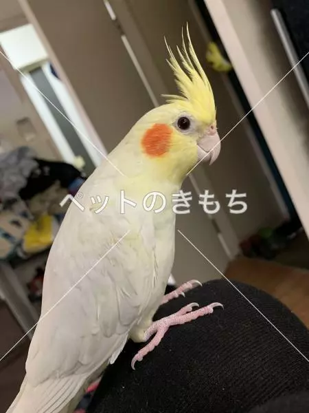 迷子鳥の画像
