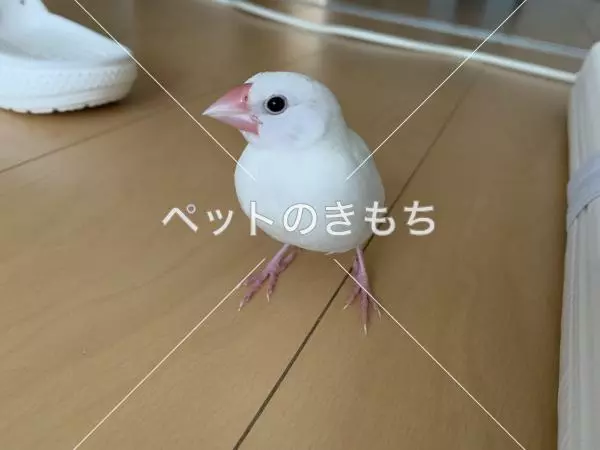 迷子鳥の画像