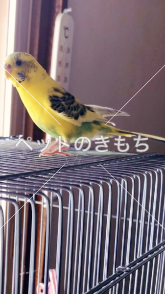 迷い鳥の写真