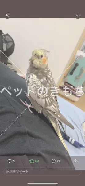 迷子鳥の画像