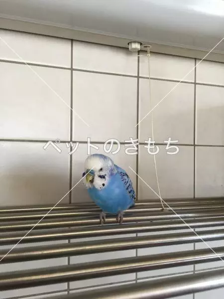 コメント投稿の画像