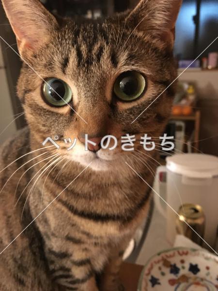 迷子猫の画像