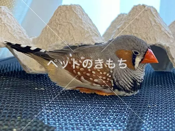 迷子鳥の画像