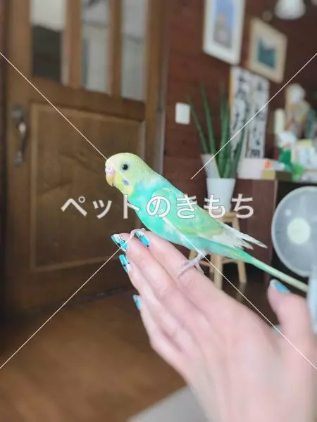 迷子鳥の画像