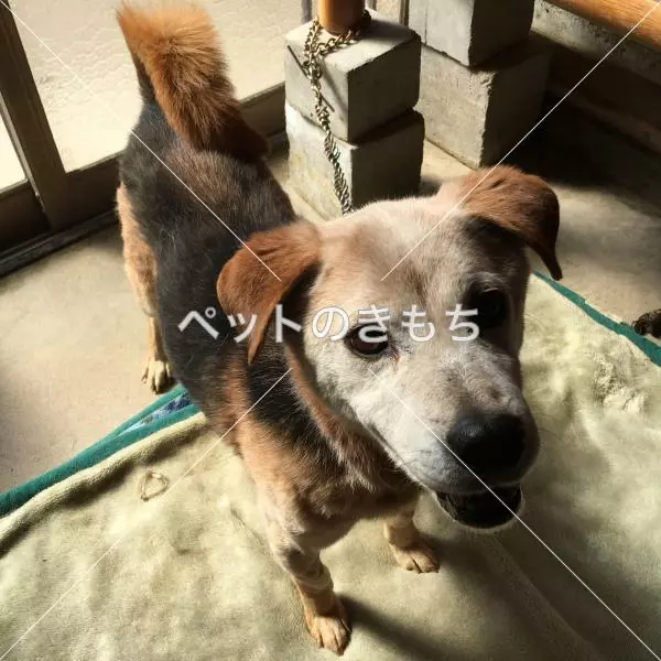 迷子犬の画像