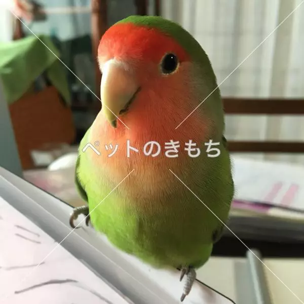 迷子鳥の画像