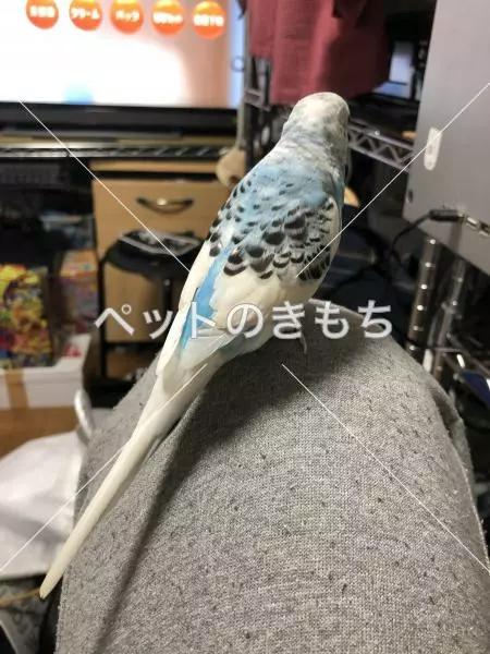 迷子鳥の画像