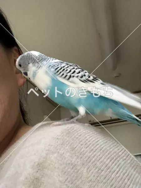 迷子鳥の画像