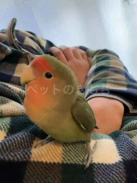 迷子鳥の画像