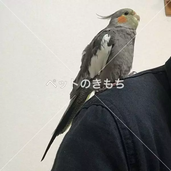 コメント投稿の画像