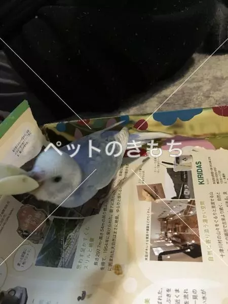 迷子鳥の画像