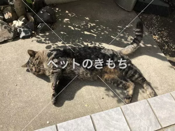 迷子猫の画像