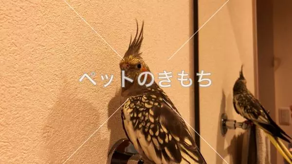迷子鳥の画像