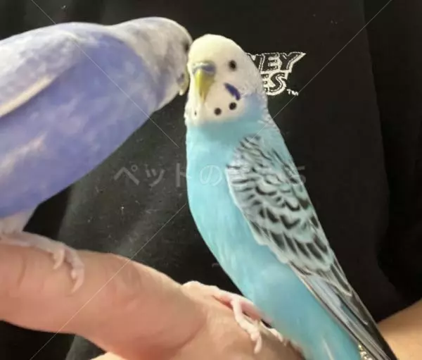 コメントの画像