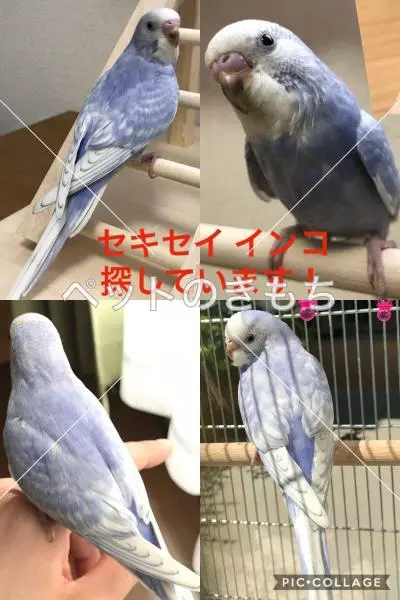 迷子鳥の画像