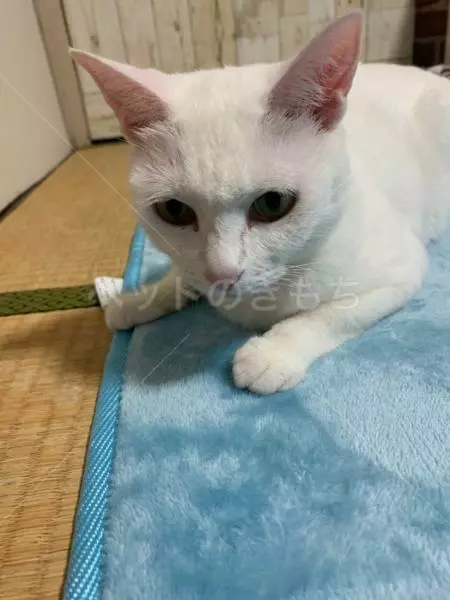 コメントの画像