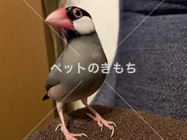 迷子鳥の画像